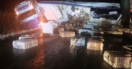 Drób na drodze, kury wypadły z rozbitej ciężarówki.
