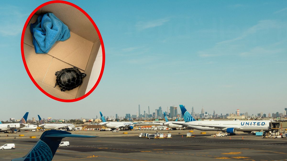 Mężczyzna próbował przemycić żywego węża 