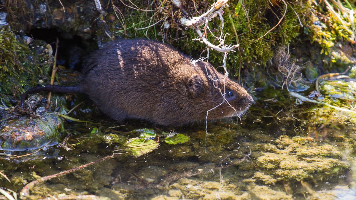 Jak rozpoznać karczownika?