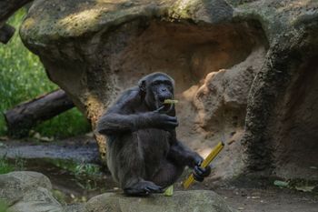 Przykładają owady do ran. Nieznana forma „pierwszej pomocy”