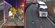 Szok na autostradzie. Cielaki biegały między pędzącymi autami