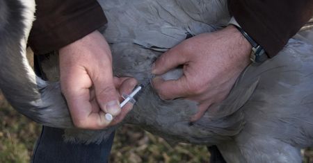 Zmarł dwa tygodnie po zakażeniu. To kolejny przypadek ptasiej grypy