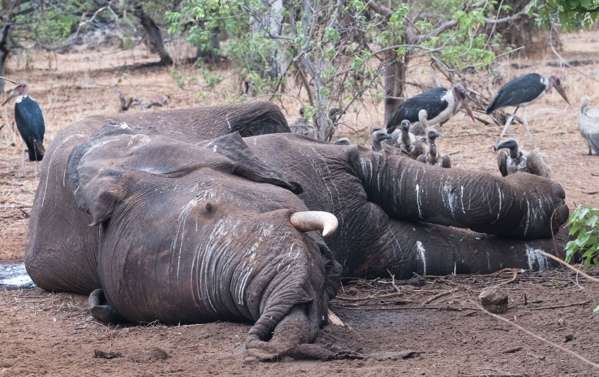 87 słoni zabitych w pobliżu rezerwatu dzikiej przyrody w Botswanie