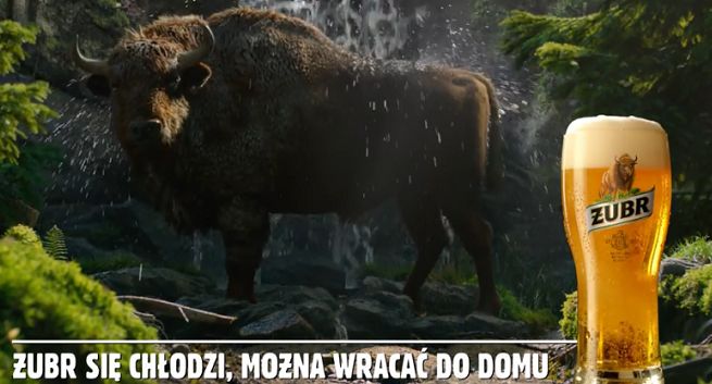 Żubr się chłodzi, pomagając mrówkom w nowej reklamie piwa Żubr (wideo)
