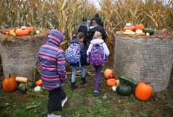 Polska liderem dyni w UE. Co napędza boom i gdzie trafiają zbiory?