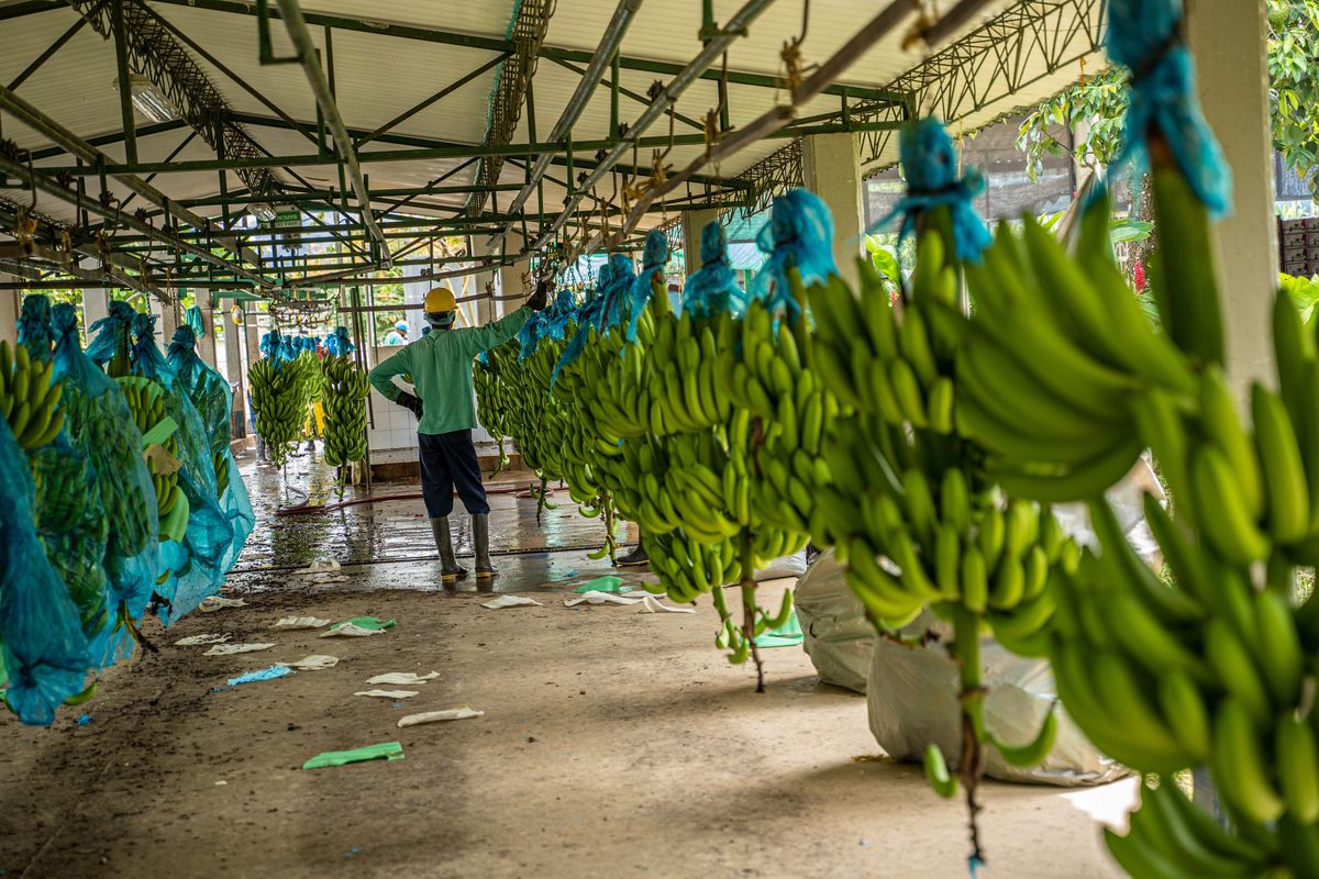 Plantatorzy bananów cierpią przez sankcje 