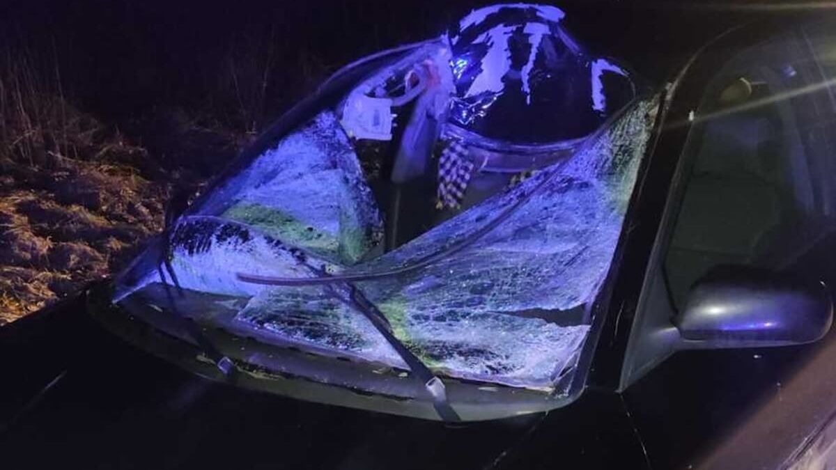 Audi zderzyło się z łosiem na DK82