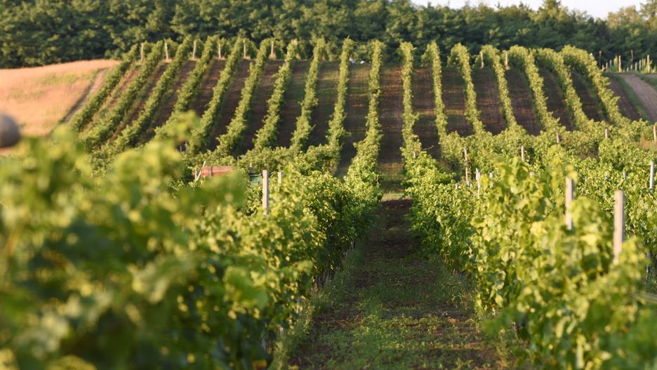 Lubuskie winnice na fotografiach