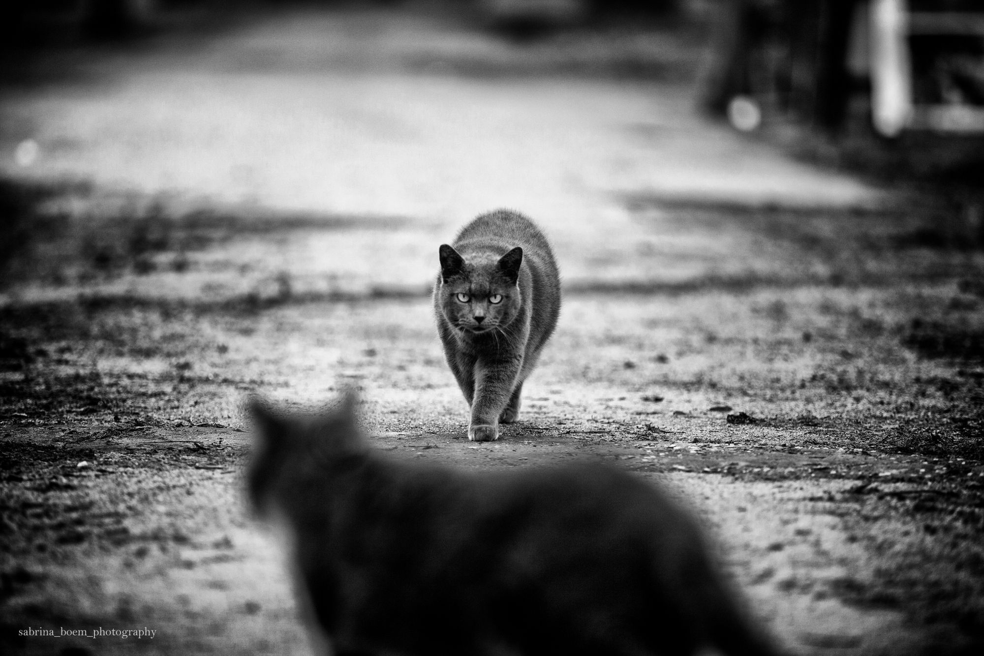 Sabrina Boem oddaje cześć bezdomnym i opuszczonym kotom w swoim projekcie fotograficznym 9