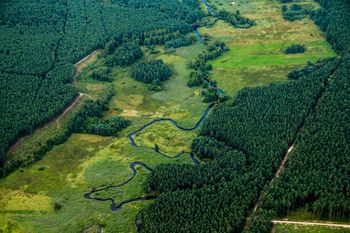 Odtworzą mokradła w Puszczy Kampinoskiej. Powstaną nowe kładki