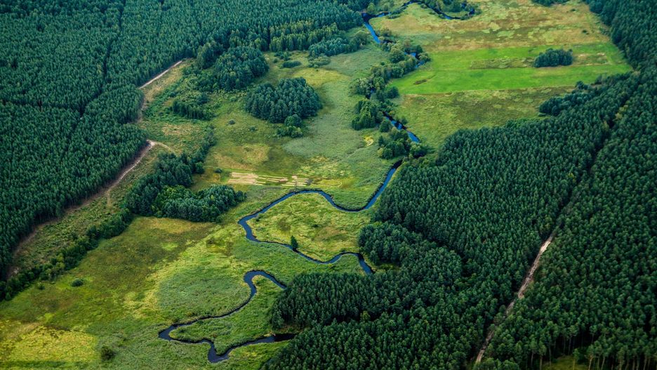 Odtworzą cenne mokradła w Kampinowskim Parku Narodowym