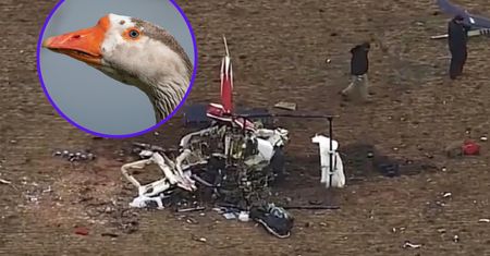 Trzy osoby zginęły w wypadku helikoptera. W środku znaleziono martwą gęś