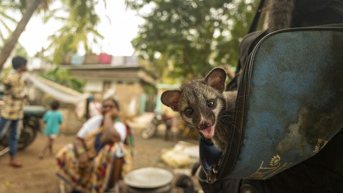 Wildlife Photographer of the Year 2021. Oto najlepsze zdjęcia według publiczności 15