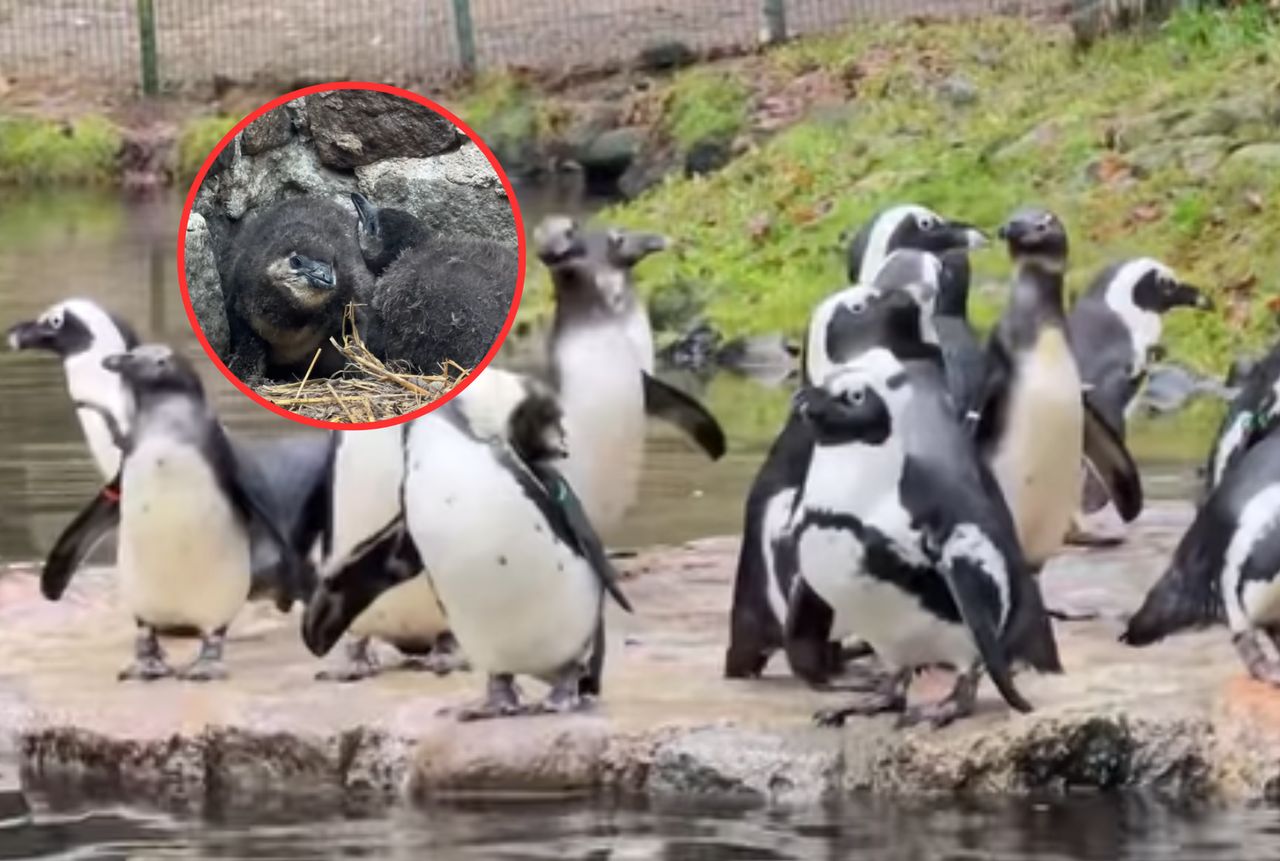 African penguins at gdańsk zoo: New hope in critical fight