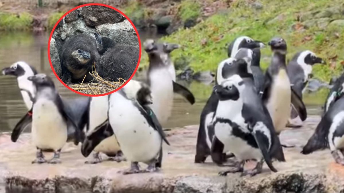 Cztery nowe pingwiny przyszły na świat w gdańskim zoo  