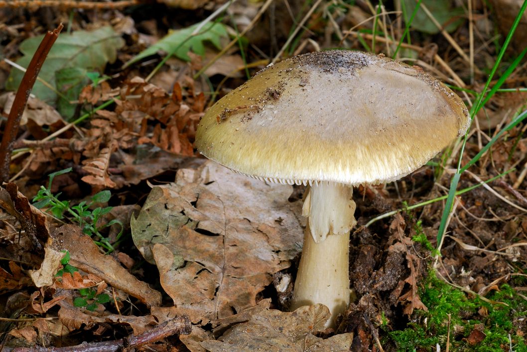 Zatrucie muchomorem sromotnikowym częso kończy się śmiercią