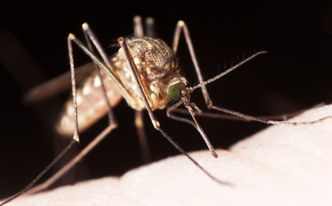 Komary coraz groźniejsze. Przenoszą choroby