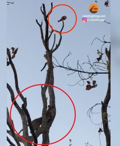 Lampart zagonił żenetę tygrysią na czubek drzewa. Niezwykłe nagranie z safari w Afryce