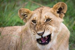 Atak młodej lwicy na hienę. Zaskakujący finał polowania w RPA
