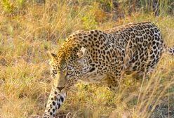 Atak lamparta na rodzinę gepardów. Niezwykłe nagranie z parku narodowego w Afryce