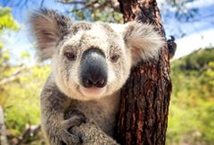 Australia - groźne spotkanie z koalą