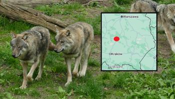 "Na 99 procent zjadł go wilk". Mieszkańcy wsi pod Kielcami się boją