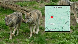 "Na 99 procent zjadł go wilk". Mieszkańcy wsi pod Kielcami się boją