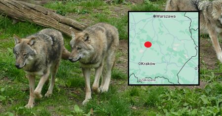 "Na 99 procent zjadł go wilk". Mieszkańcy wsi pod Kielcami się boją