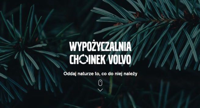 Volvo wypożycza choinki na święta