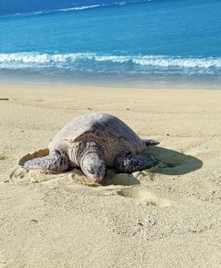Przerażający widok w Meksyku. Setki martwych żółwi na plaży