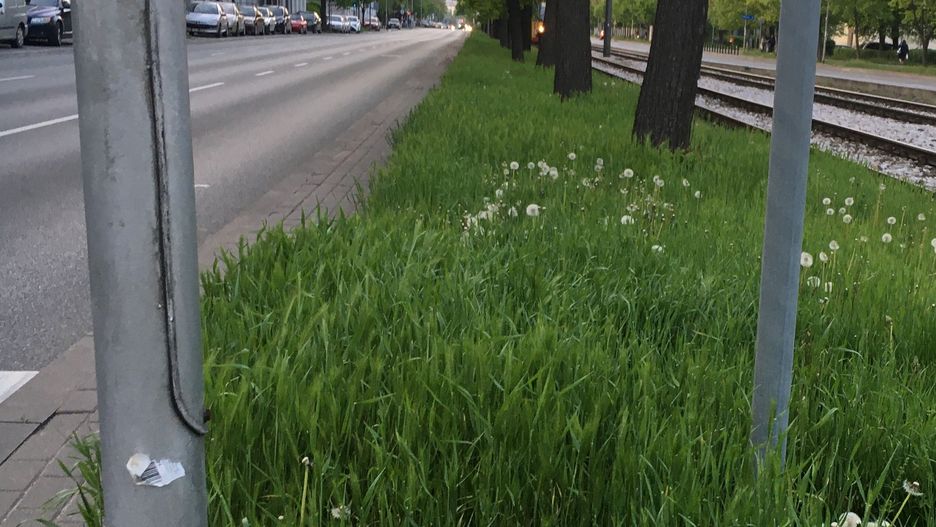 Trawniki przy torowiskach tramwajowych wkrótce pójdą pod nóż