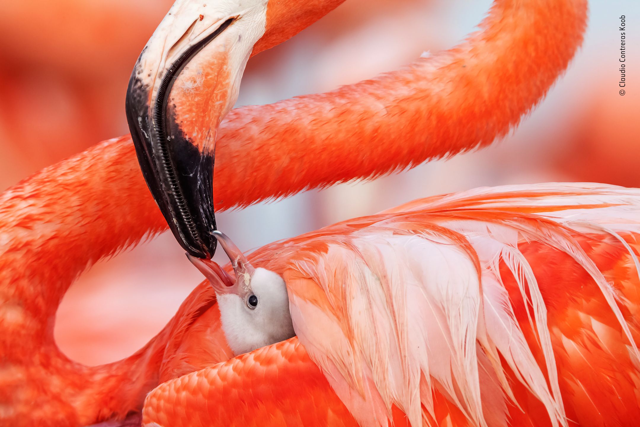 Finaliści nagrody publiczności w konkursie Wildlife Photographer of the Year 2019 7