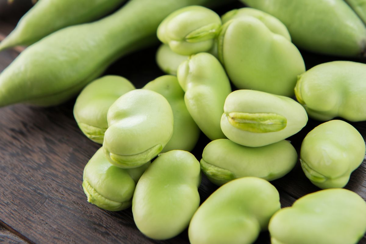 Who should avoid fava beans despite their health benefits?
