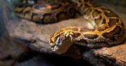 Wąż na talerzu? Naukowcy widzą w pytonach szansę na walkę z głodem