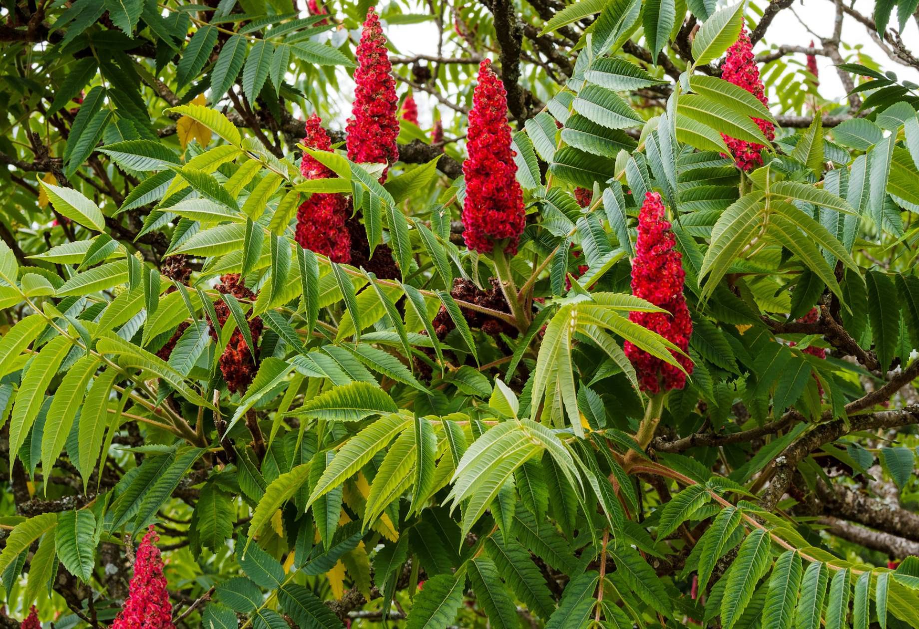 Nieświadomie siejesz zagrożenie. Te rośliny opanowują Polskę
