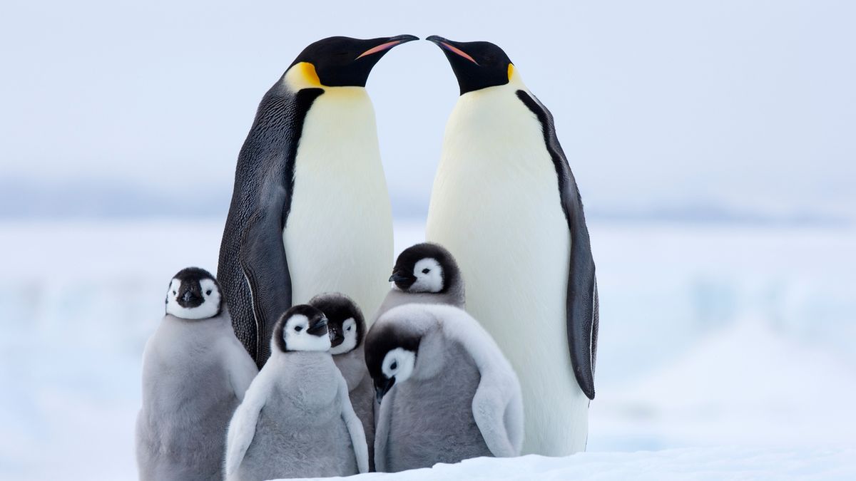 Gdzie żyją pingwiny