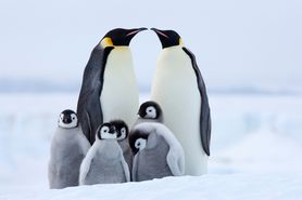 Gdzie żyją pingwiny i jakie mają zwyczaje?