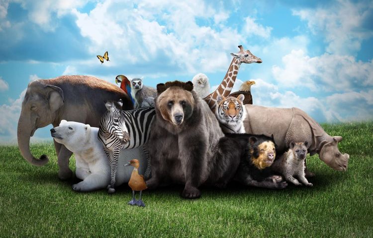 "Arka zwierzaków" - pomóż uratować zwierzęta