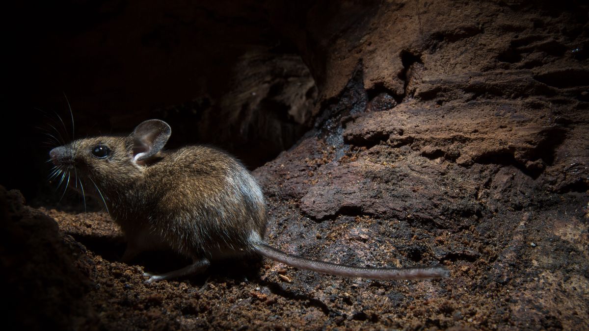 Temperatura mysich ogonów może spadać poniżej zera
