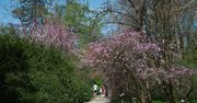 Magnolie w Arboretum Kórnickim. Zachwycają w rozkwicie