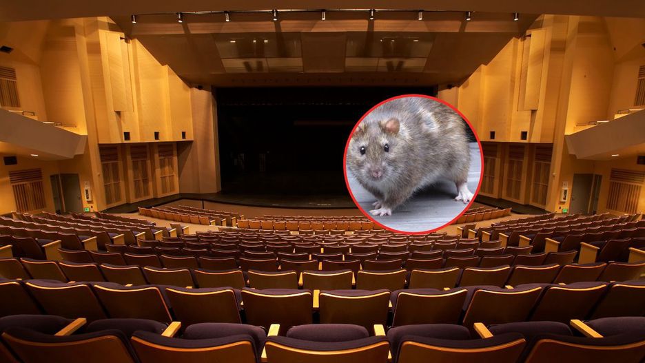 Szczur wywołał przerażenie w teatrze