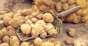 Pojawiły się pierwsze polskie młode ziemniaki. Cena zwala z nóg