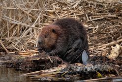 Poseł proponuje dopłaty bobrowe dla rolników. Resort odpowiada