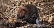 Poseł proponuje dopłaty bobrowe dla rolników. Resort odpowiada