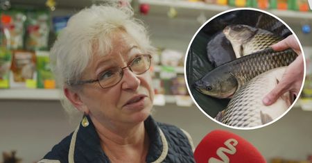 Po karpia do sklepu z wiaderkiem? Sprzedawczyni o wigilijnym zwyczaju