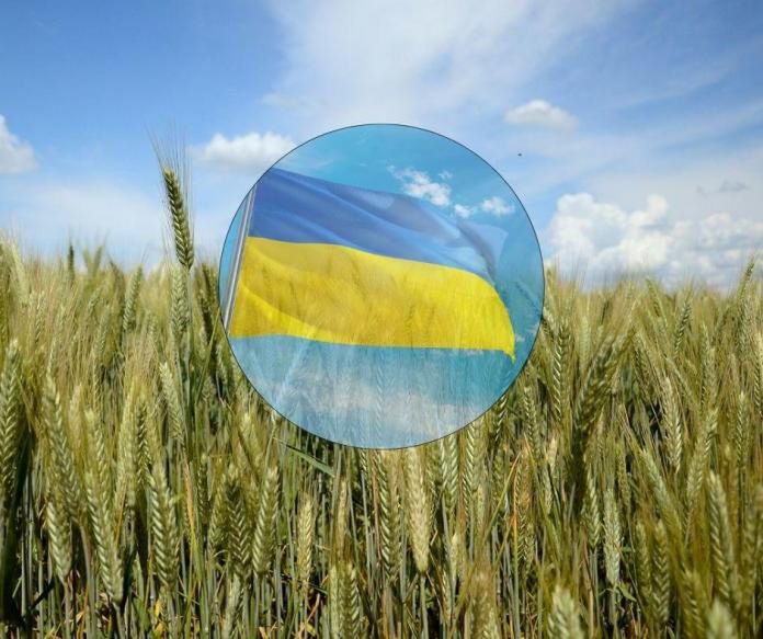 KE chce ukarania Polski za embargo na ukraińskie zboże