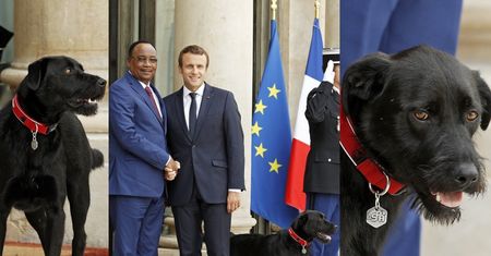 Emmanuel Macron ADOPTOWAŁ PSA! (ZDJĘCIA)
