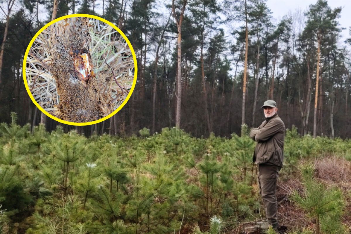 Podstępna choroba. Leśnicy pokazali zdjęcia