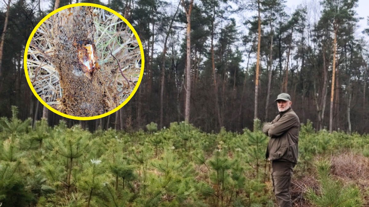 Podstępna choroba. Leśnicy pokazali zdjęcia