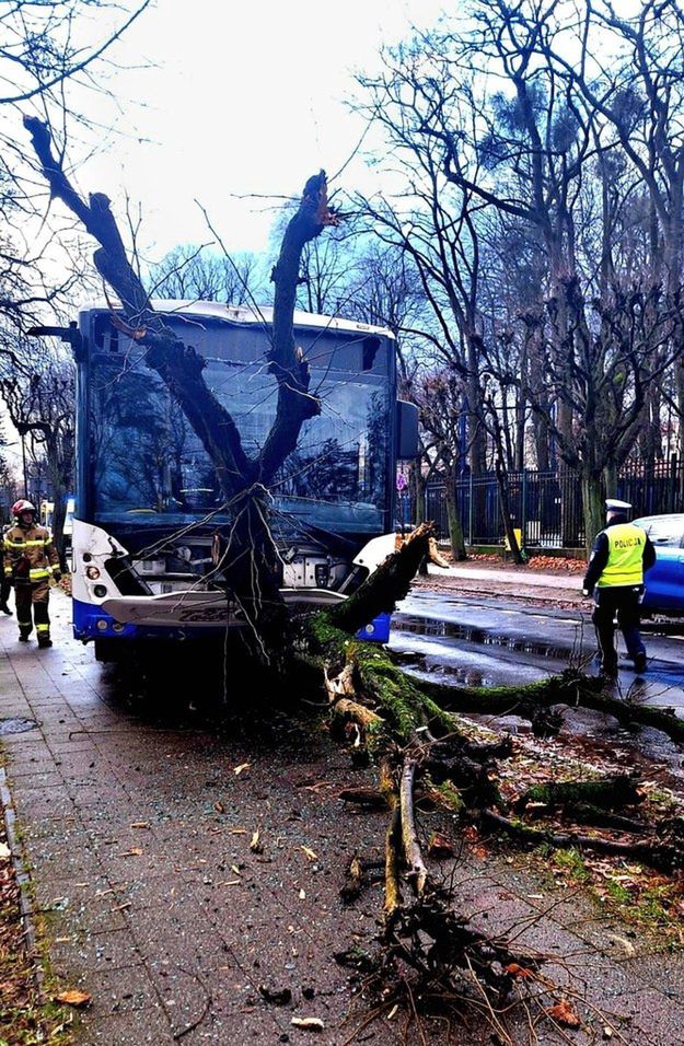 Autobus wjechał w drzewo